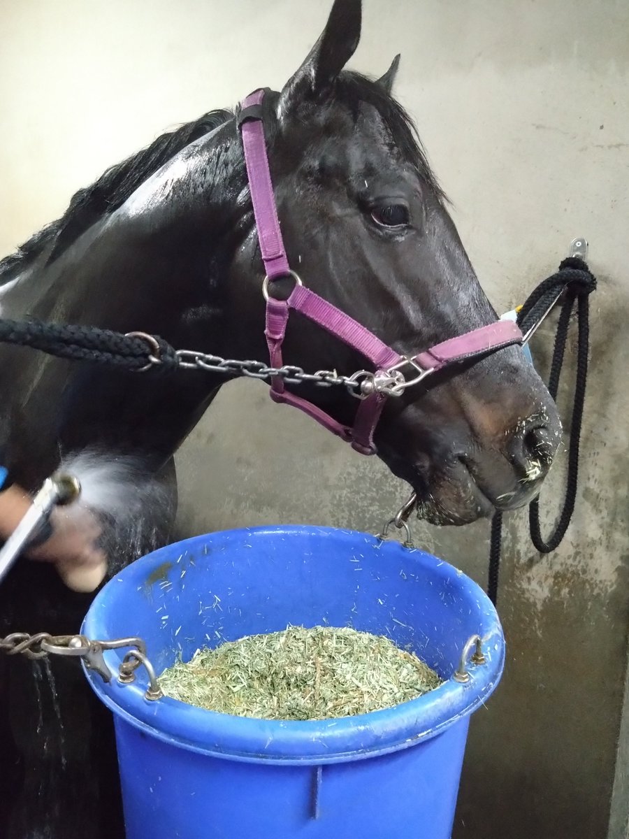 厩務員Ｔ tweet media