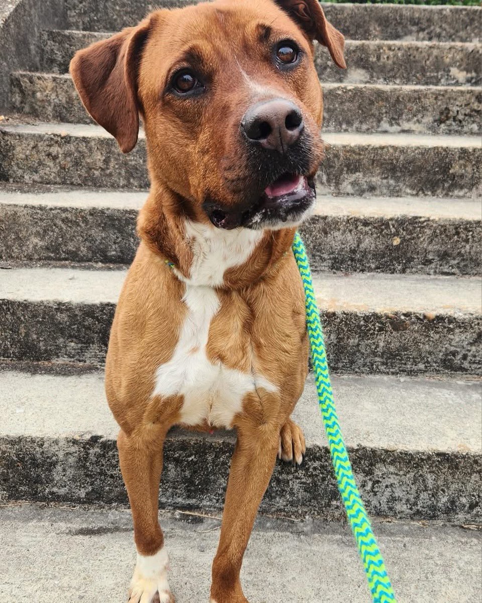 Rescue Dogs Rock, D.C. 🐾🐾🇺🇸 tweet media