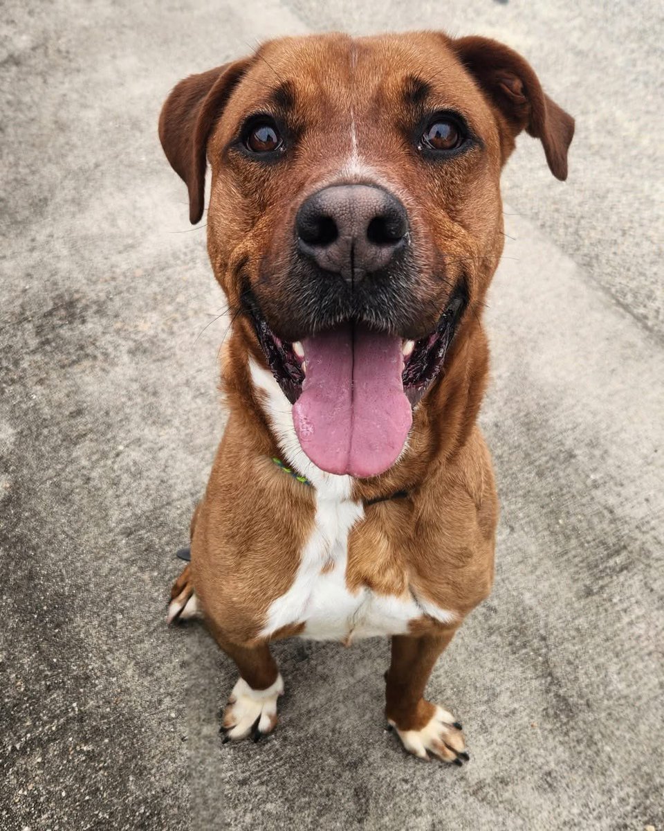 Rescue Dogs Rock, D.C. 🐾🐾🇺🇸 tweet media