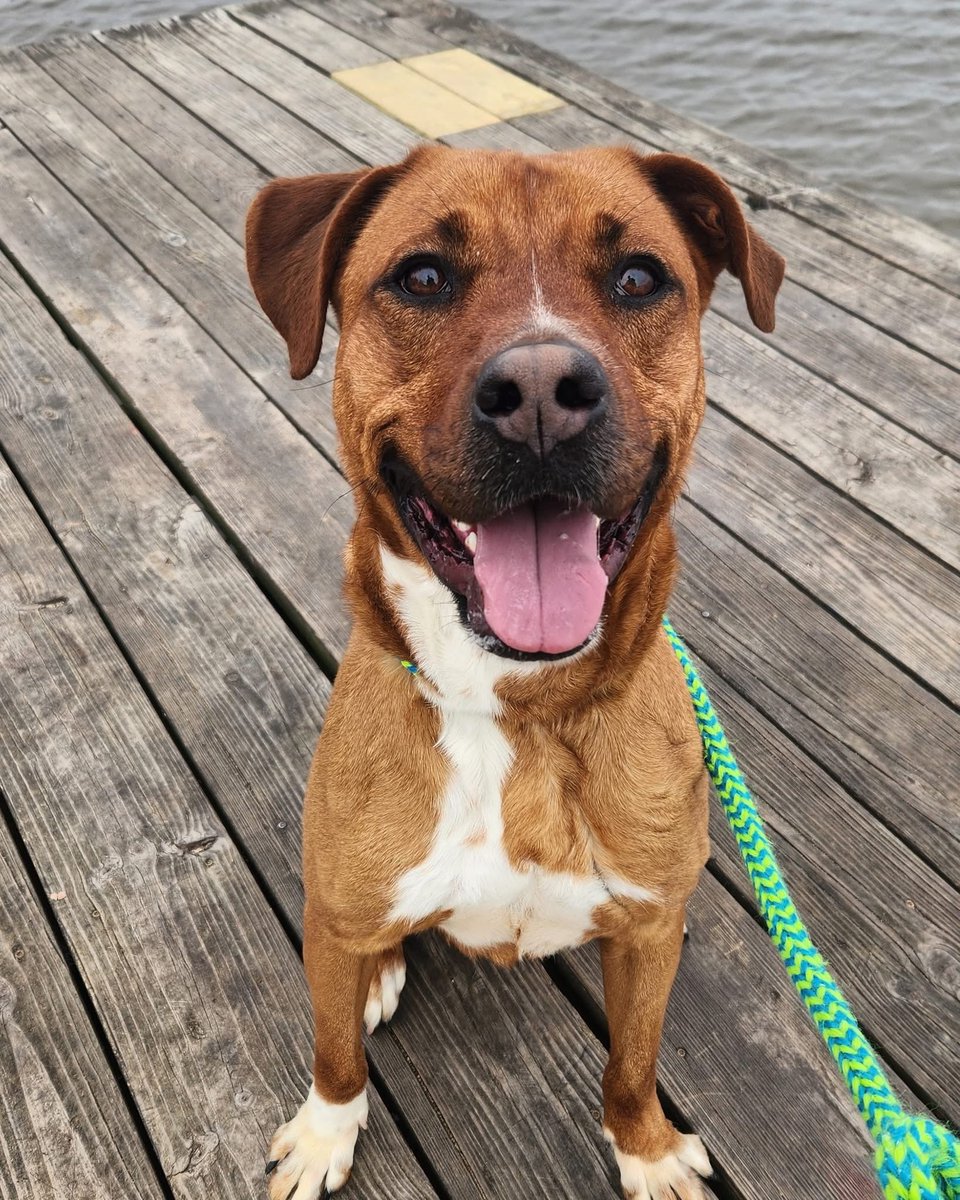 Rescue Dogs Rock, D.C. 🐾🐾🇺🇸 tweet media