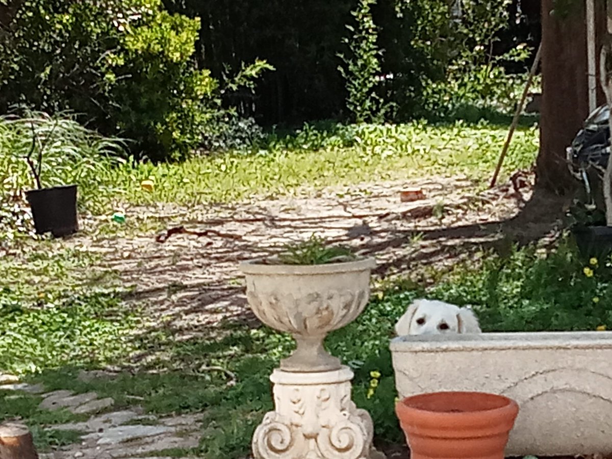 Gonzalo Bonet tweet media