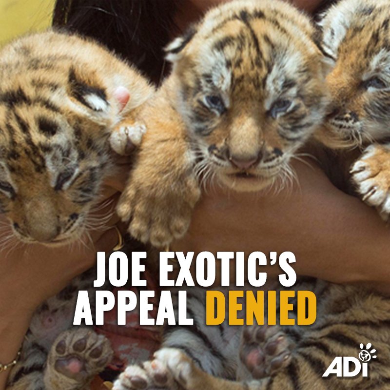 AnimalDefenders's tweet image. TIGER ABUSER TO REMAIN IN JAIL. The Supreme Court declined to hear an appeal from Joseph Maldonado-Passage, Joe Exotic (of ‘Tiger King’). He'll continue to serve his 21-year sentence.
A good day in court &amp;amp; a reminder of the misery of the cub petting industry.
#TigerKing