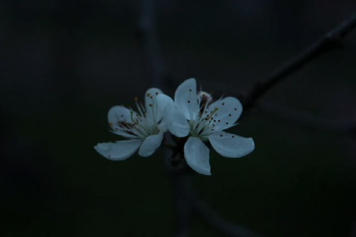 𝕰𝖑𝖊𝖒𝖒𝖎𝖗𝖊 tweet media