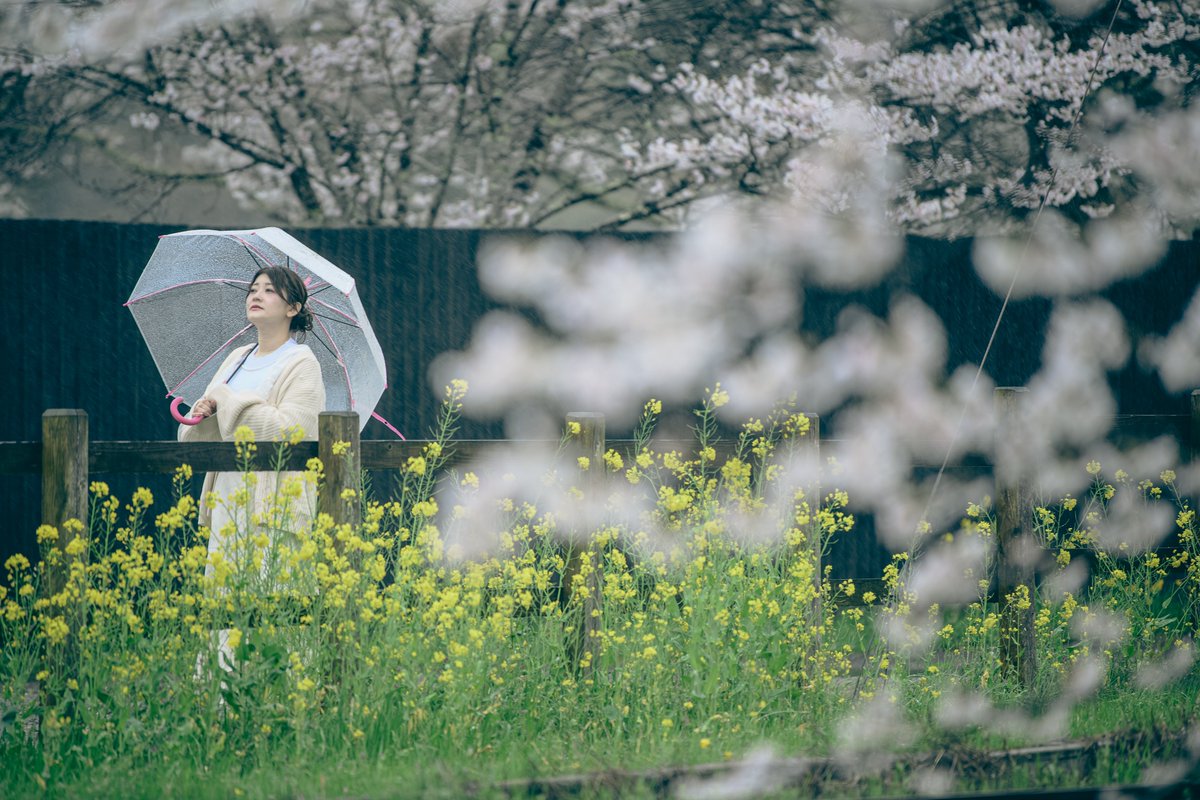 R20091023's tweet photo. 2026.03.31
#グル撮
#小湊鉄道
#菜の花
#桜 https://t.co/89rP8WUMvF
