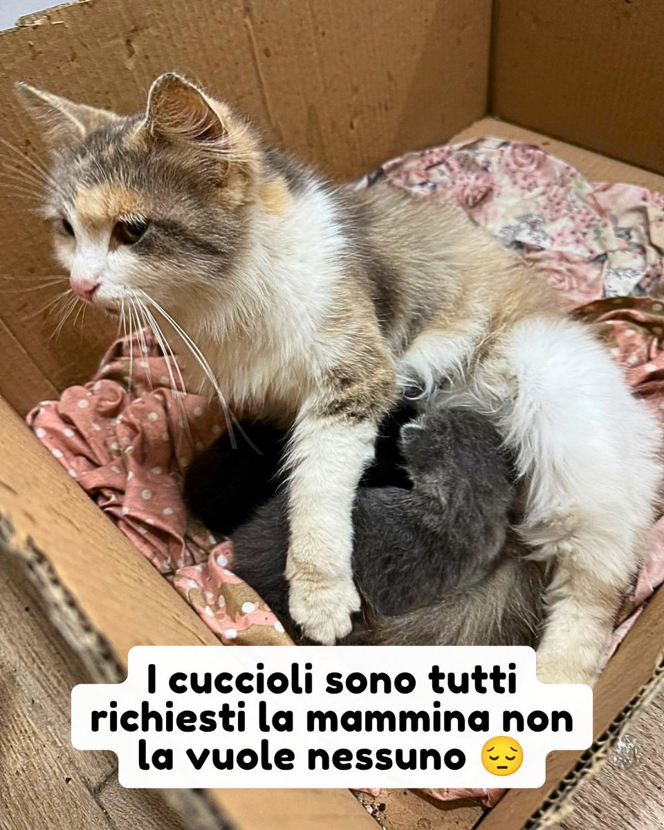 Info 339 6822853

Come al solito la storia si ripete ogni volta la gatta partorisce, tutti vogliono i gattini e la mamma rimane senza nemmeno una richiesta 😔

Lilly sará adottabile non appena i suoi cuccioli avranno almeno 2 mesi e mezzo.

#gatto #micio #adozionegatto