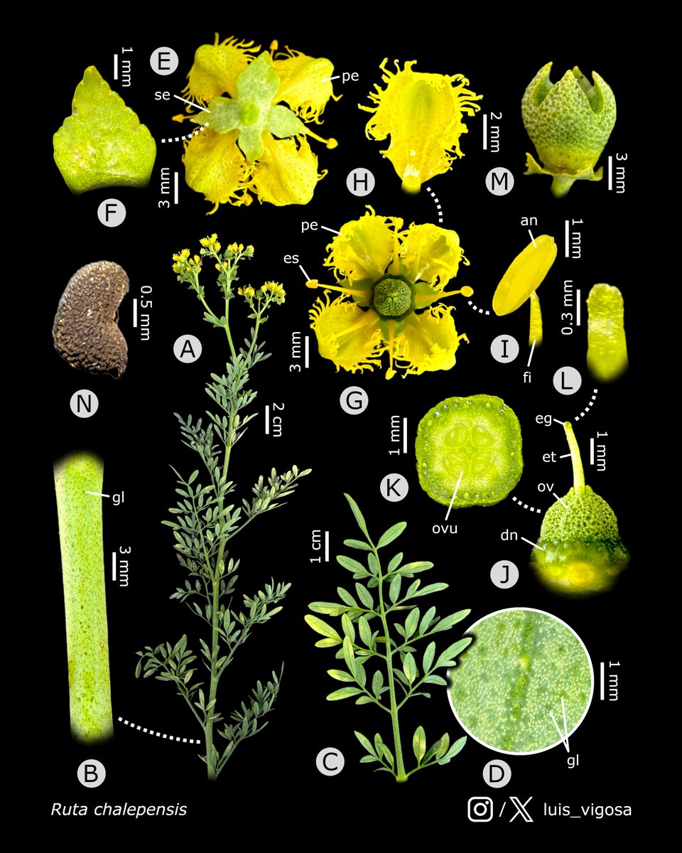 luis_vigosa's tweet image. Ruta chalepensis (Rutaceae)
#botany #flowers #taxonomy #plants