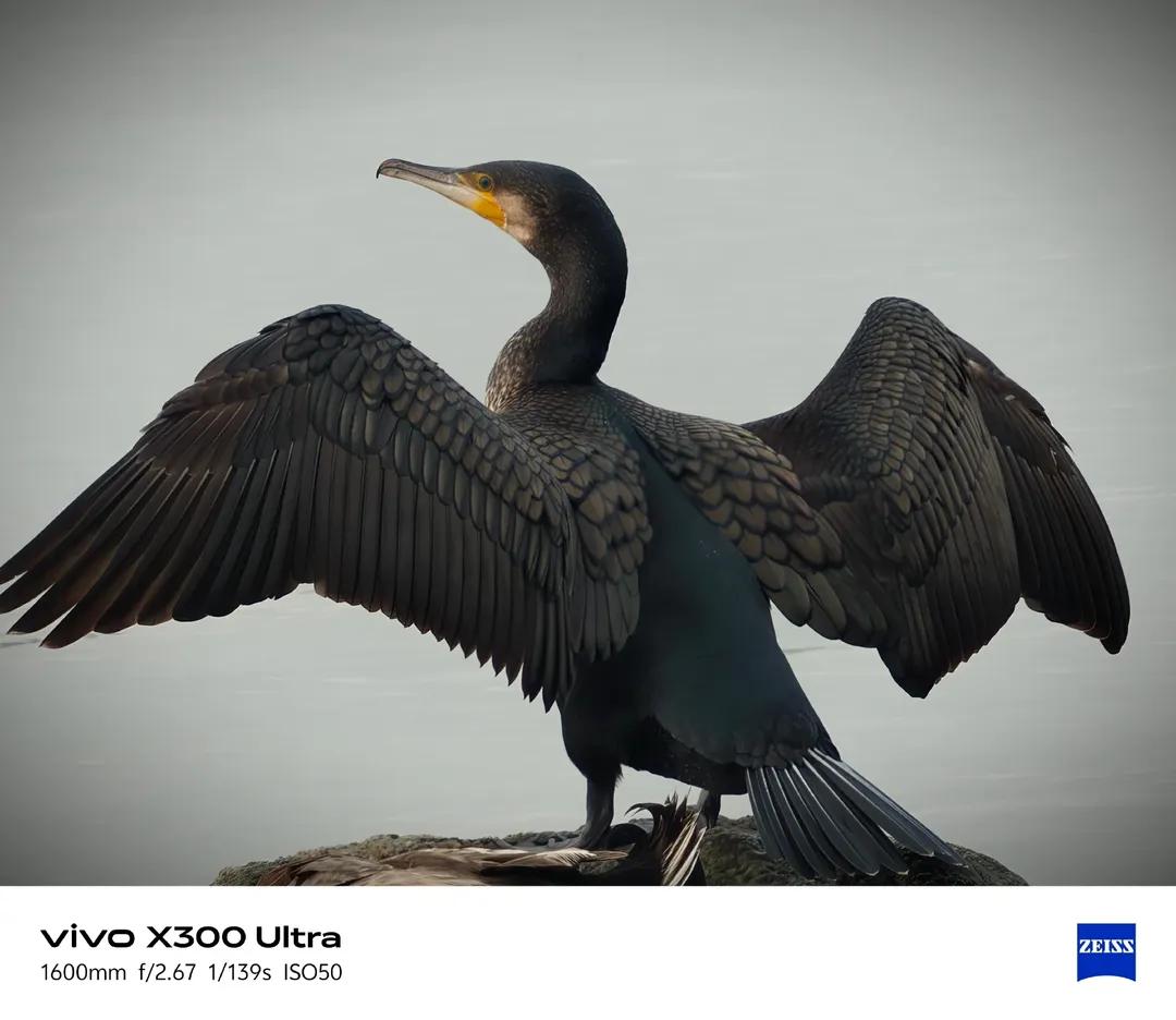 Ayan Ghosh 🦅 tweet media