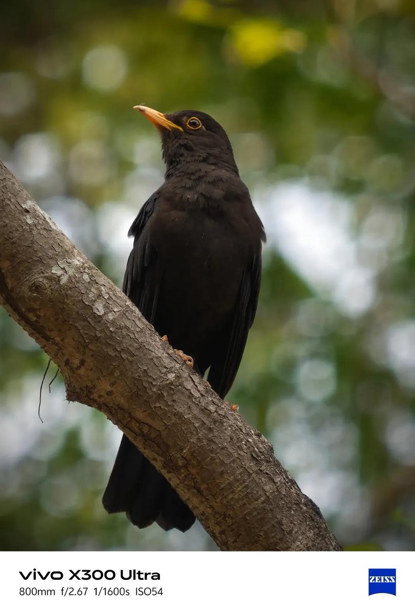 Ayan Ghosh 🦅 tweet media