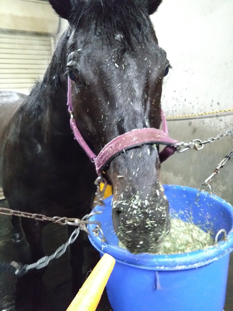 厩務員Ｔ tweet media