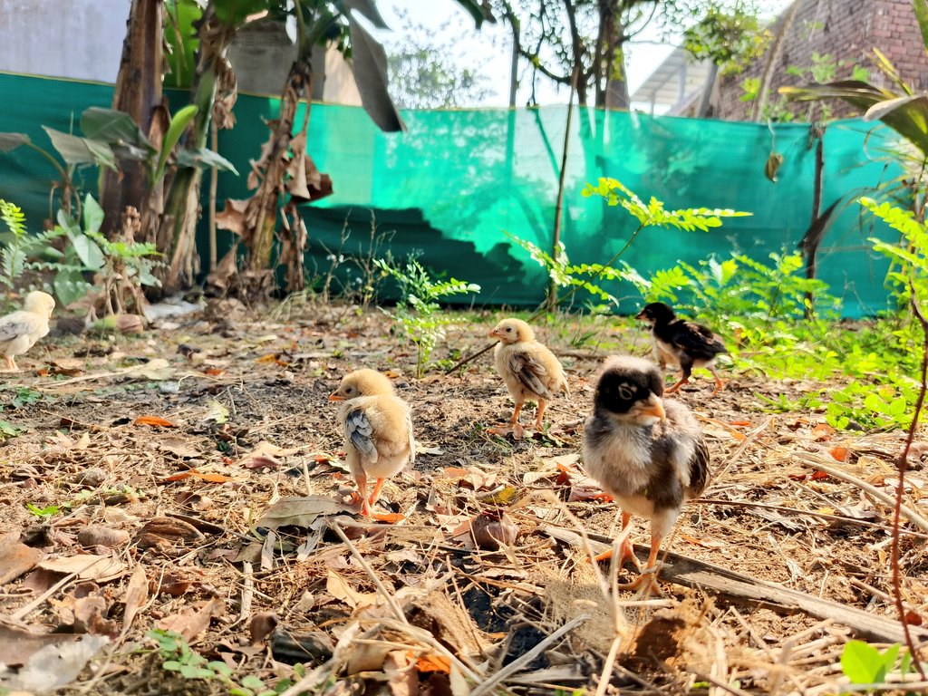 F𝕏 Rebel 🦙🔥 tweet media