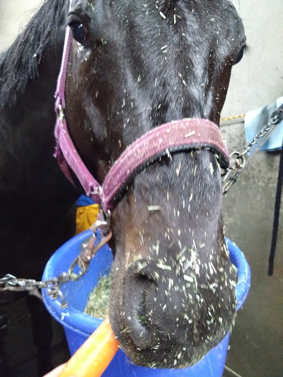 厩務員Ｔ tweet media