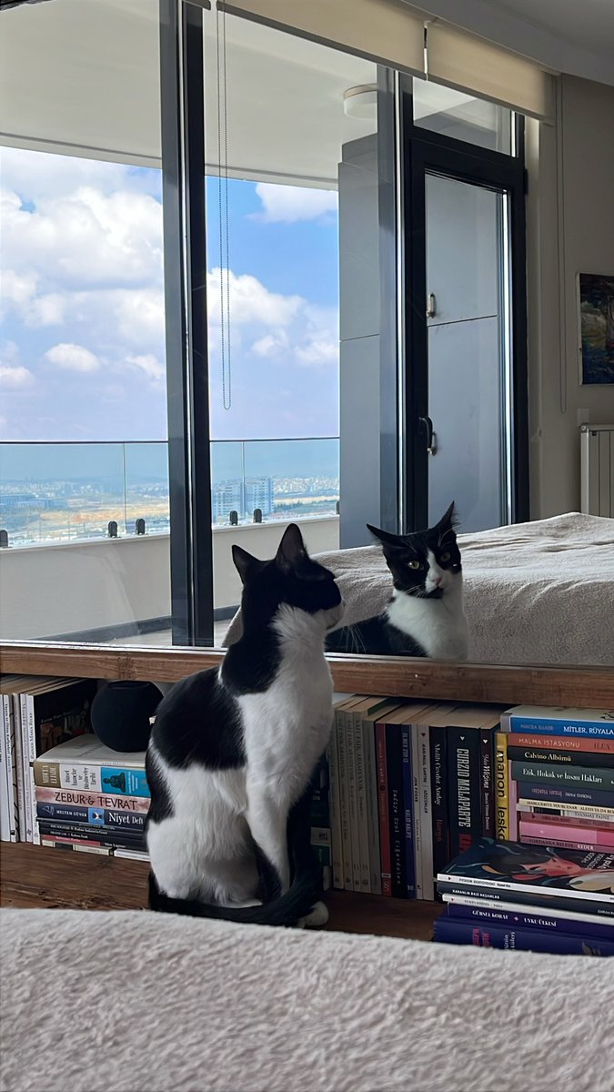 fdenizerdogan's tweet photo. Canım kızım Kaşif, aynada kendisini seyretmeyi seviyor… ♥️🧿

 #mycat #cat #catlove #kedi #kitten https://t.co/4dEWmJdESL