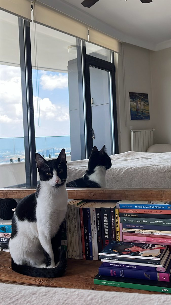 fdenizerdogan's tweet photo. Canım kızım Kaşif, aynada kendisini seyretmeyi seviyor… ♥️🧿

 #mycat #cat #catlove #kedi #kitten https://t.co/4dEWmJdESL