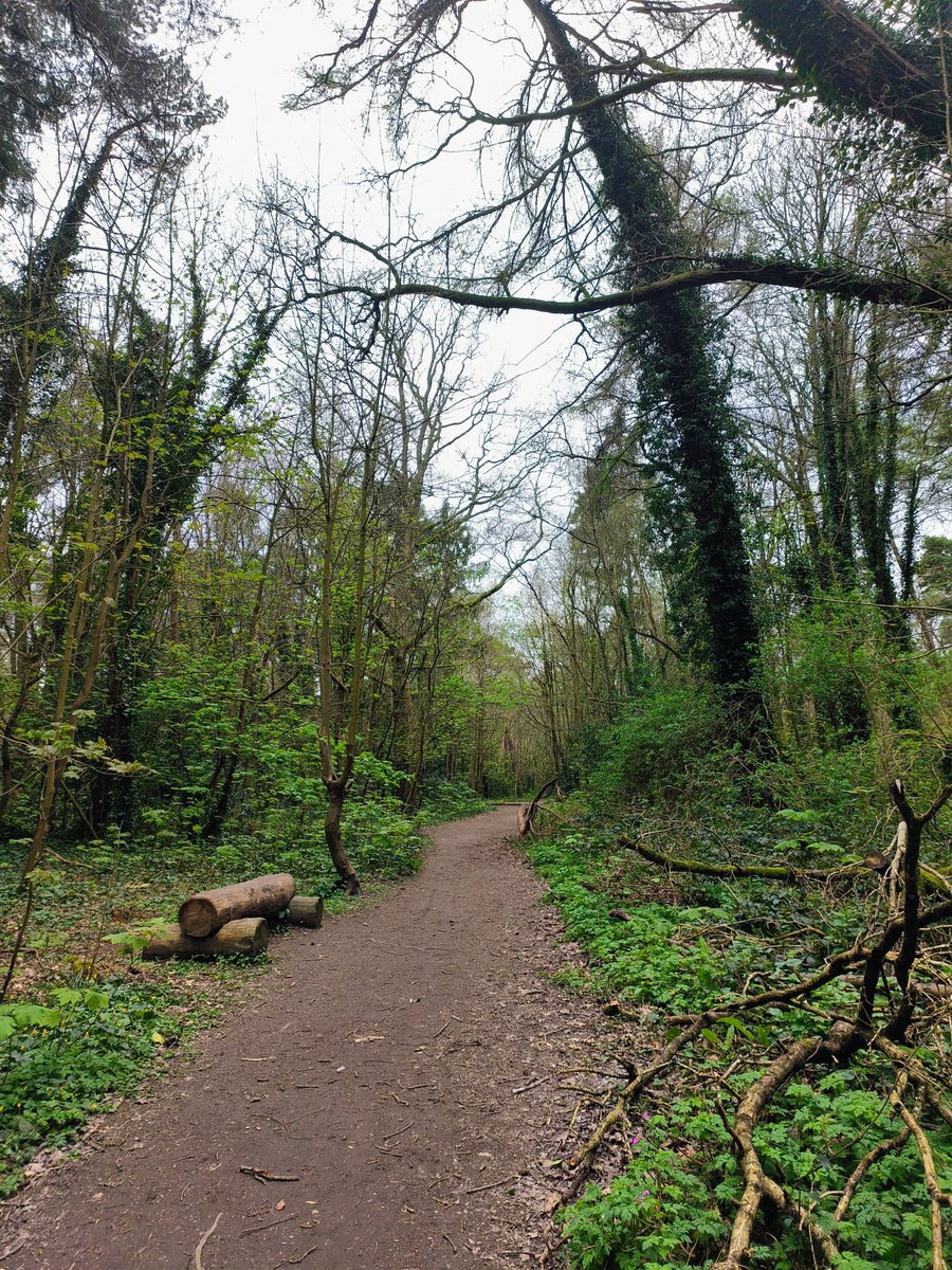 LadyGrace27's tweet image. Somewhere between the trees… I softened.🌿

#wednesdaythought #walks #walkies #woods #trees #NatureIsMagic