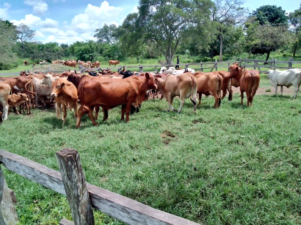 Uganda Police Force tweet media