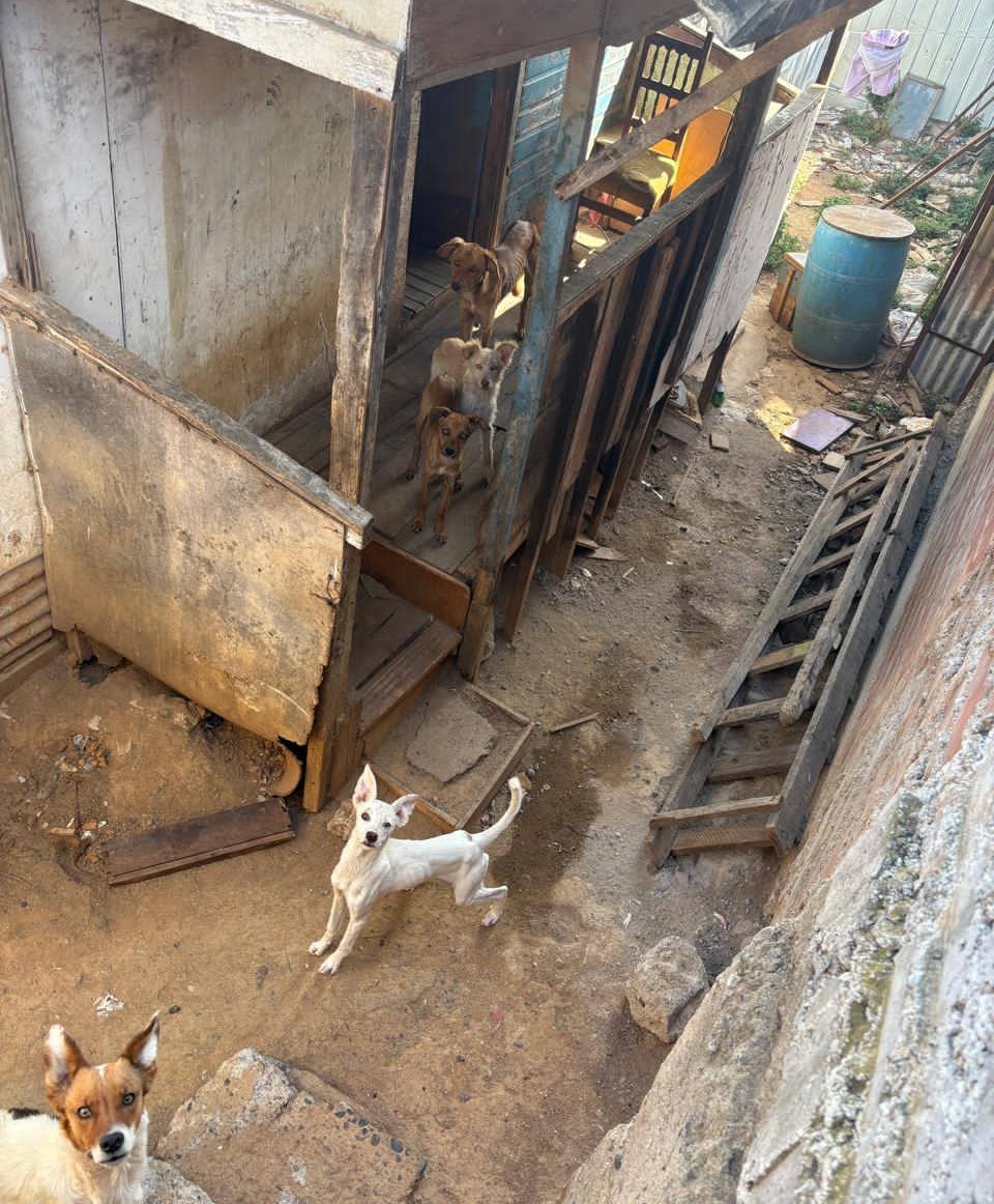 eltuitdemarsh's tweet photo. Urge encontrar lugares para reubicar a estos perritos en evidente estado de desnutrición. Si tienes algún espacio y puedes ayudarnos a cambiar su vida por una sin más sufrimiento ni maltrato, comunícate al +56948078085. Favor RT!
#Valparaíso https://t.co/bg2EGu0oSv