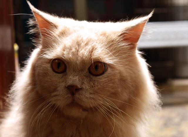 Pedro Orellana tweet media