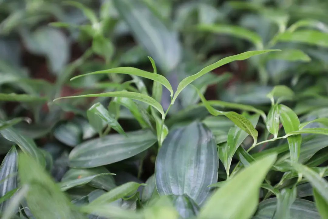 Seed Vision Yangling tweet media