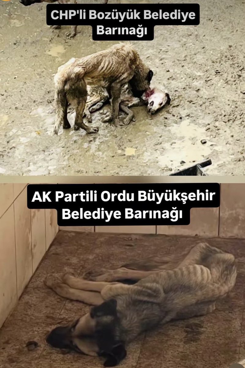 Güvenli Sokaklar tweet media