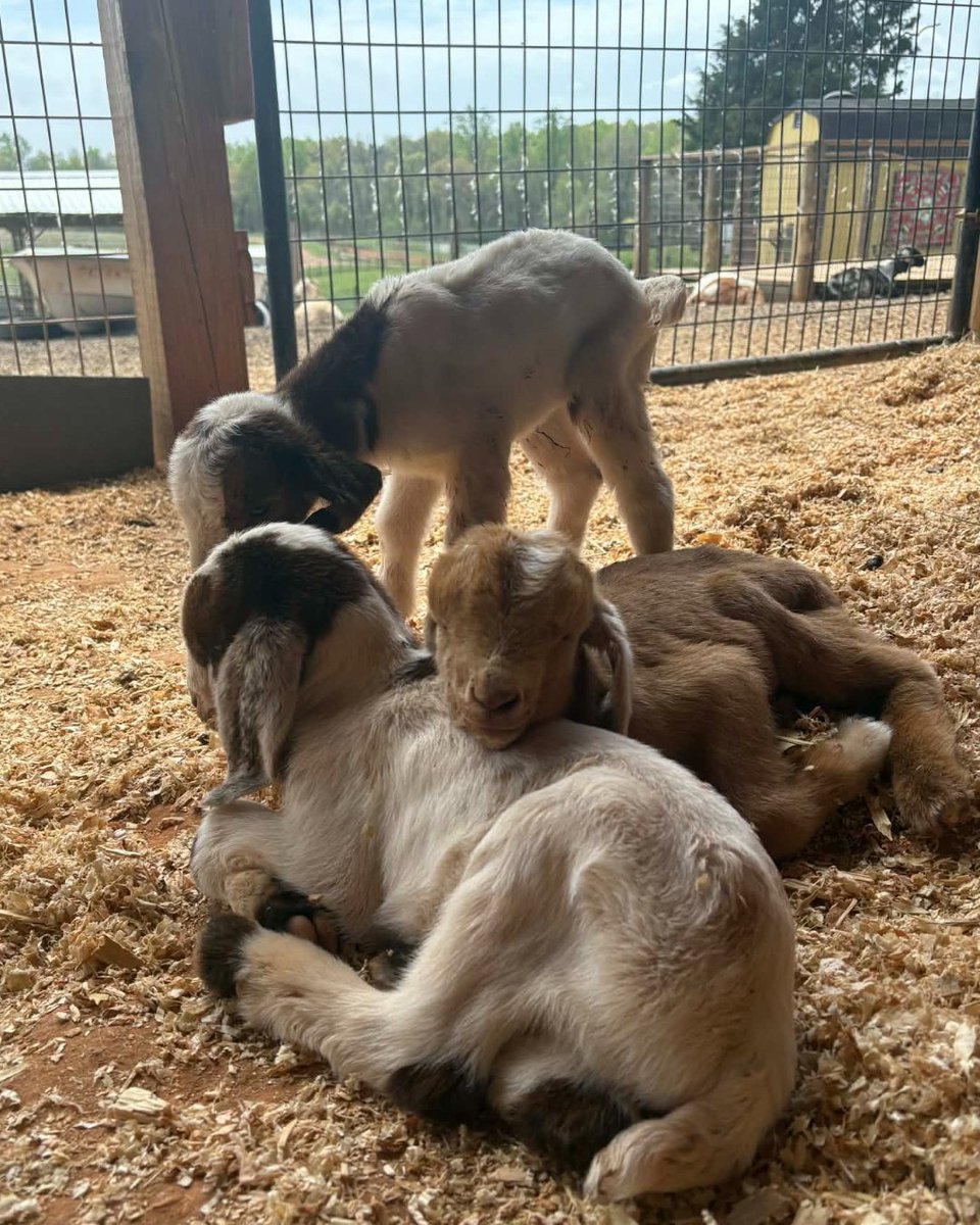 Patterson Farm, Inc. tweet media