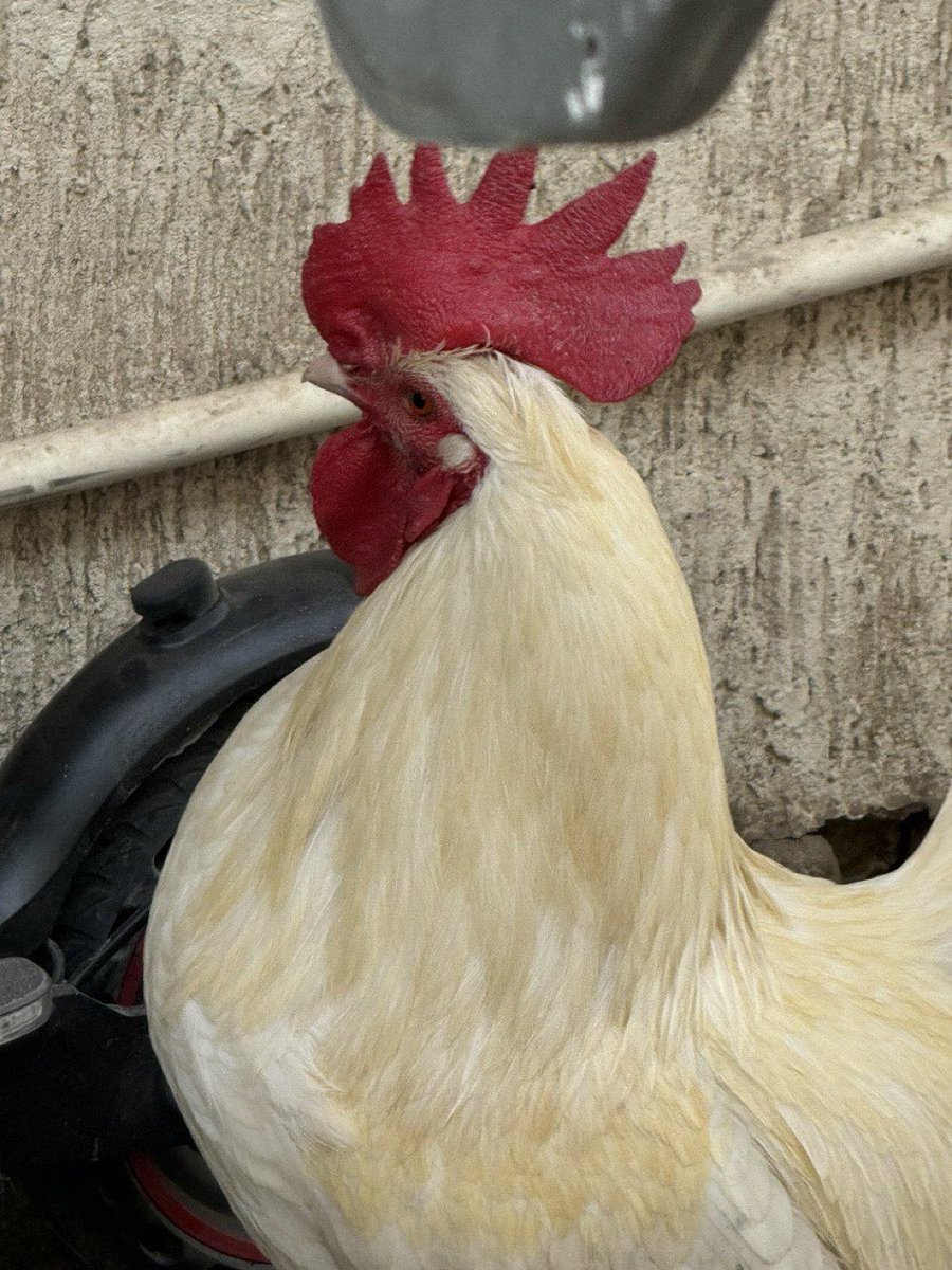 Humbugg ‼️🇰🇼🌼 tweet media