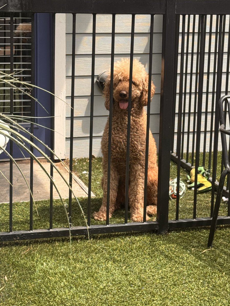 Sweet Potato Surprise tweet media