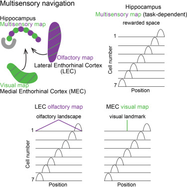 Online now:  Distinct brain regions map olfactory and visual spaces dlvr.it/TRqJ03