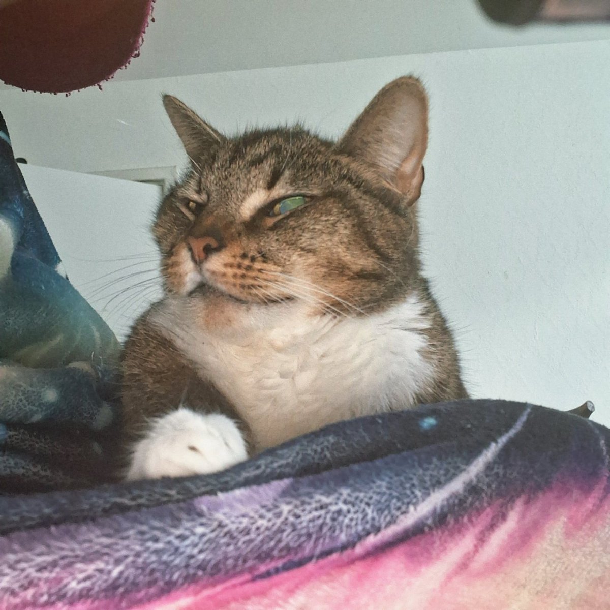 LoveCrosStitch's tweet image. Why is mummy 2 leaning to the right holding her phone?

#lifeofmuffin #catsoffacebook #catsonx #catsofinstagram #fureverlovedsar