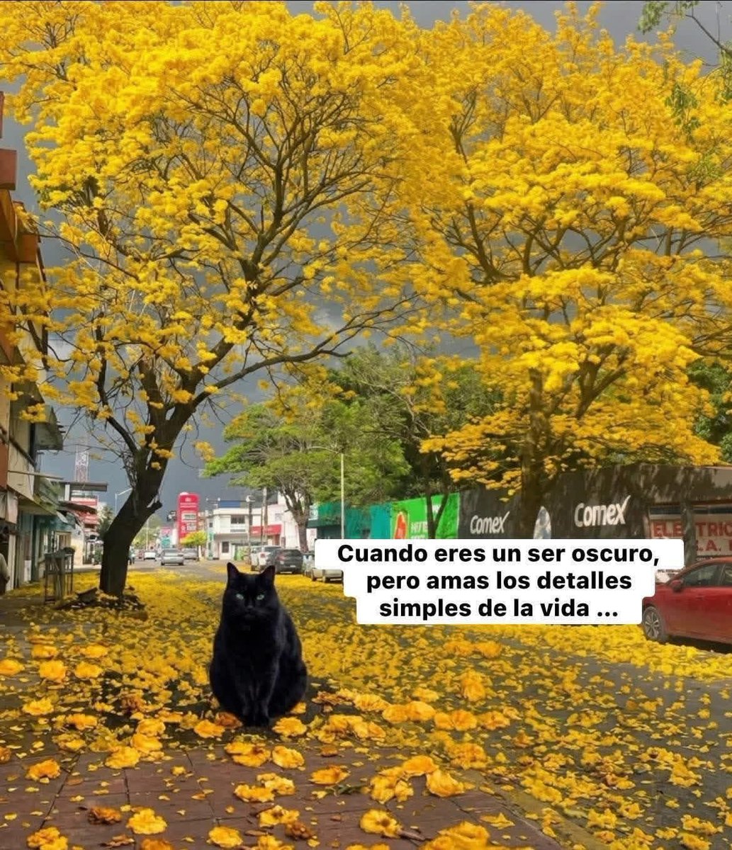 Dilo con gatitoz tweet media