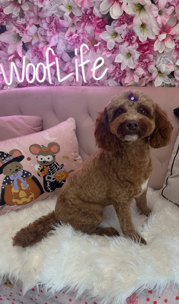 Tara Storm tweet media