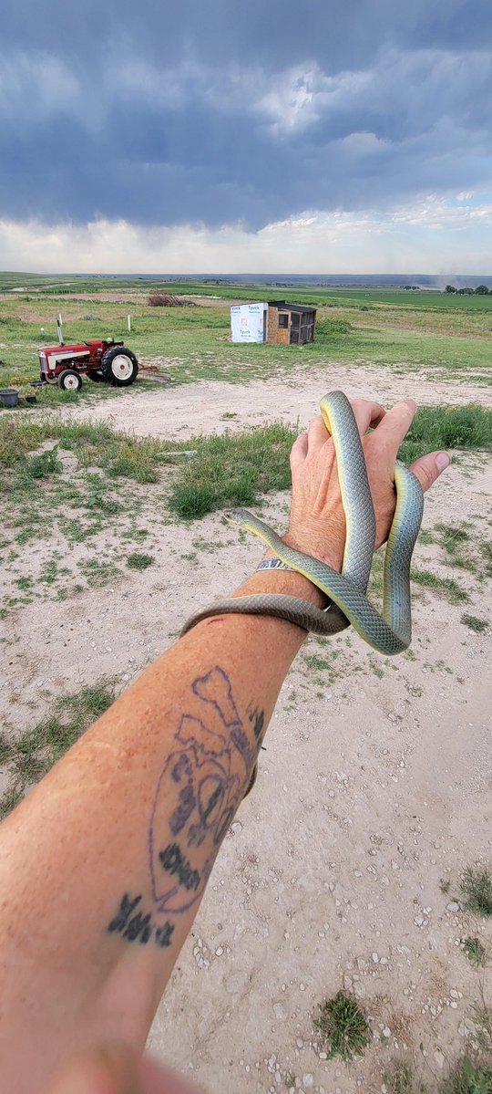 𝕿𝖆𝖑𝖔𝖓𝕯𝖗𝖆𝖌𝖔𝖓 tweet media