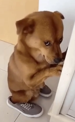 SuckedMango tweet media