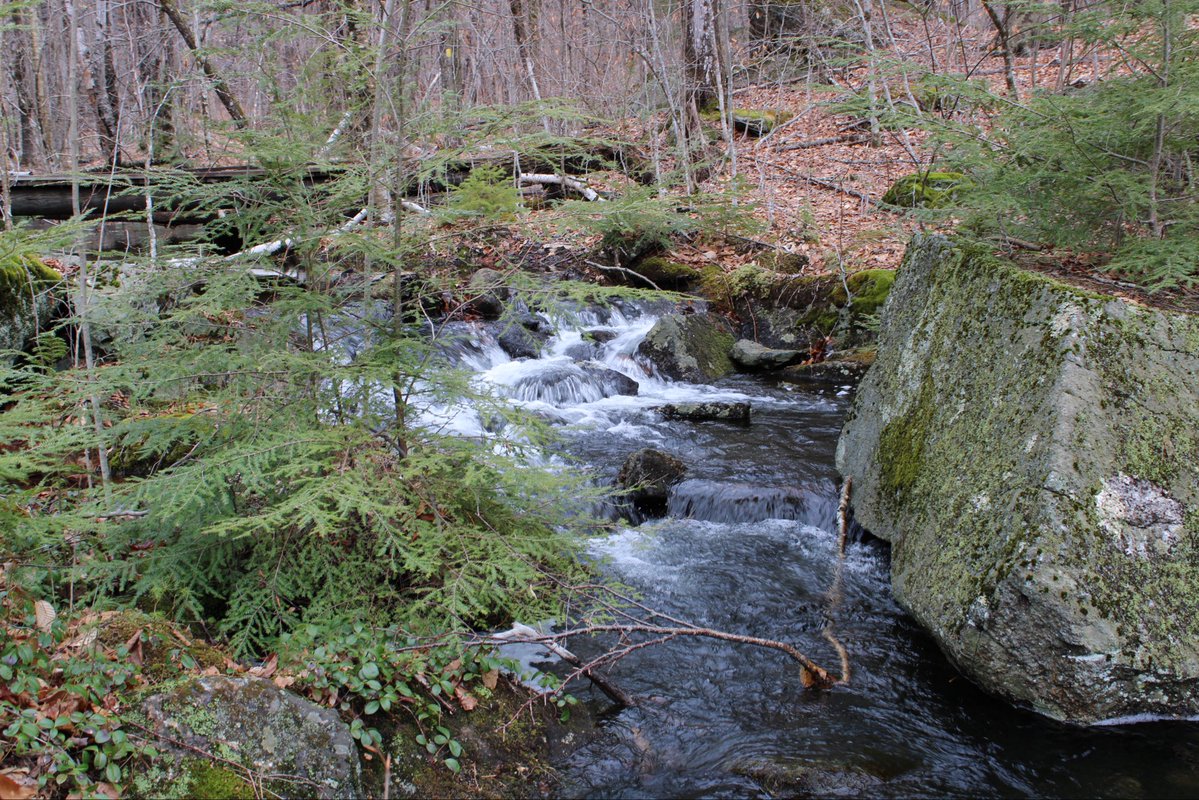 alice, maybe tweet media