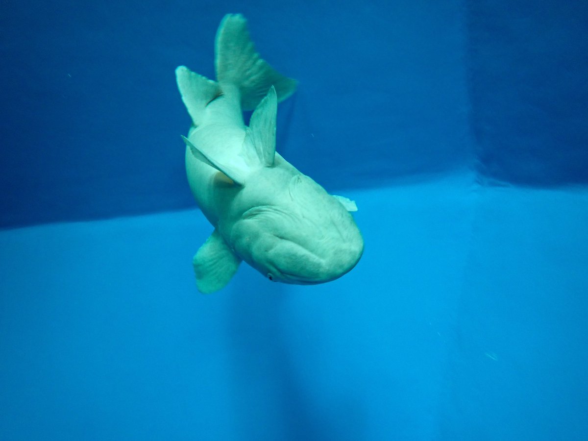 魚津水族館公式 tweet media