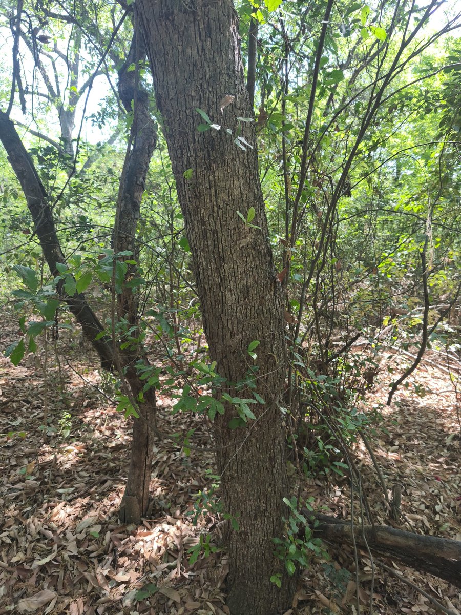 Camotello tweet media