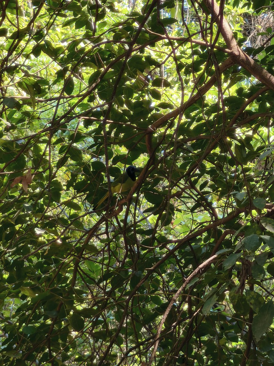 Camotello tweet media