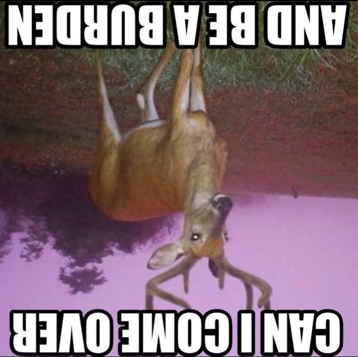 Deerposts tweet media