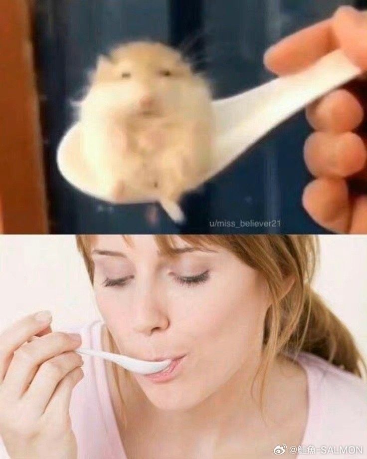 Tweets Of Hamster tweet media