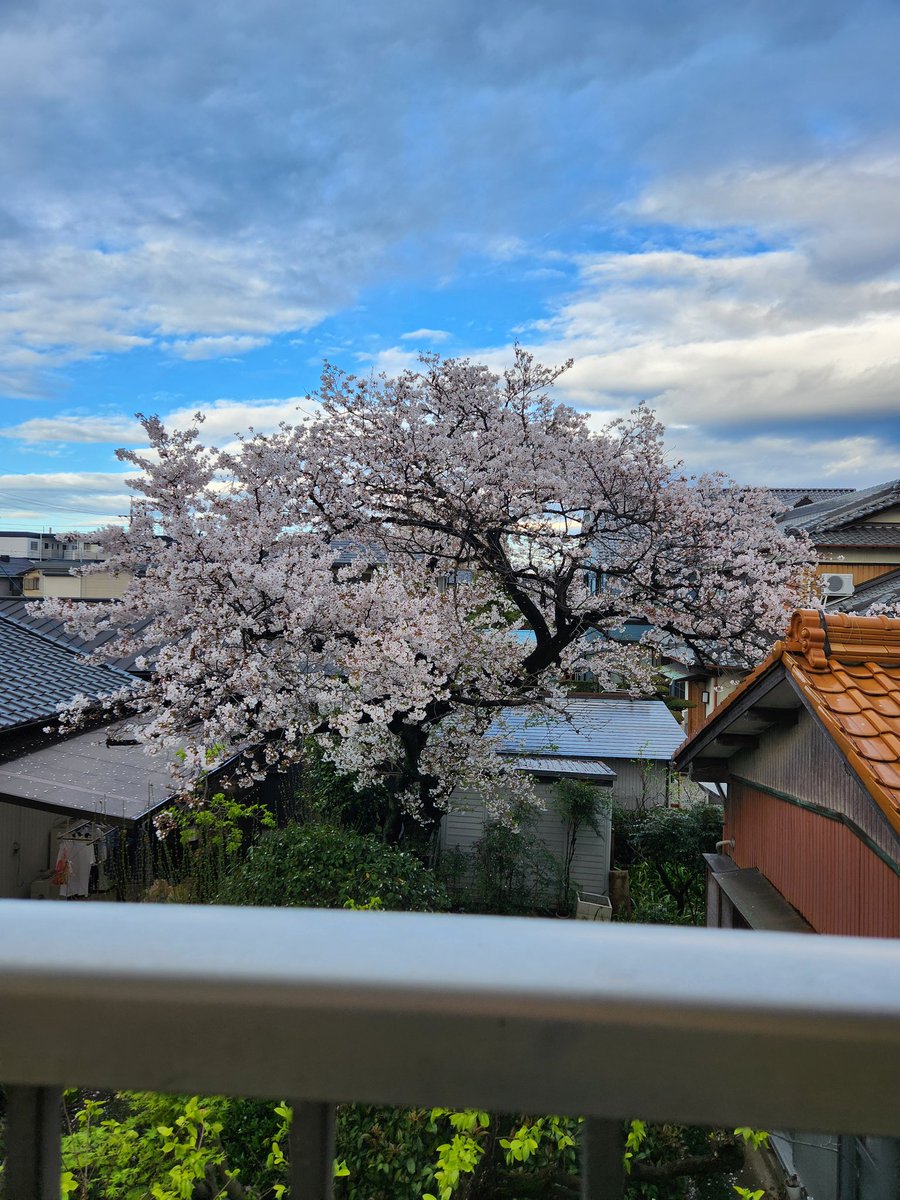 オパンさん(@opt_ask) tweet media