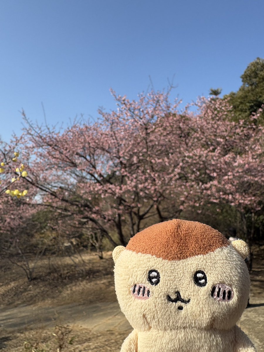 毎日くりまんじゅう tweet media