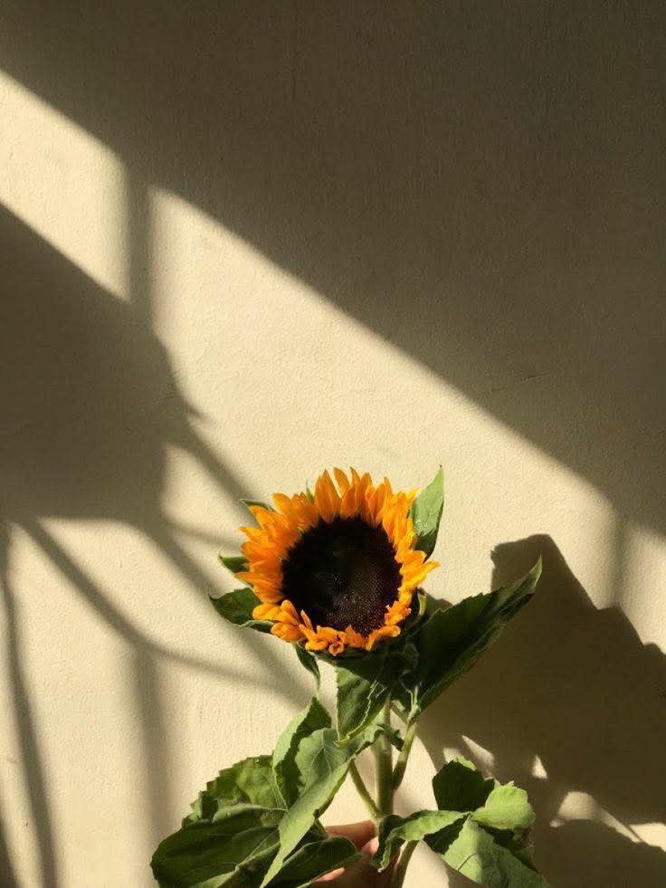 sunflower.🌻🤍 tweet media