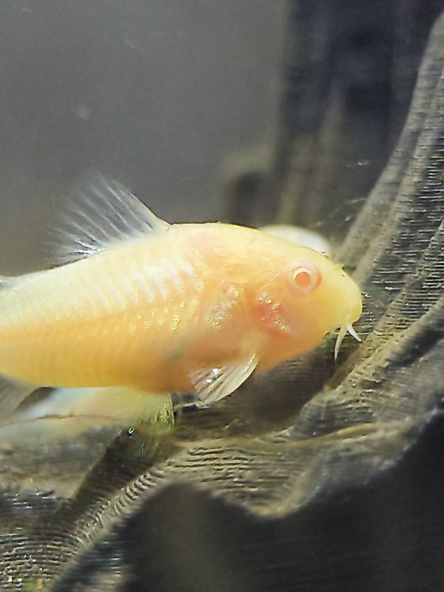 Maya 🎨📖 tweet media