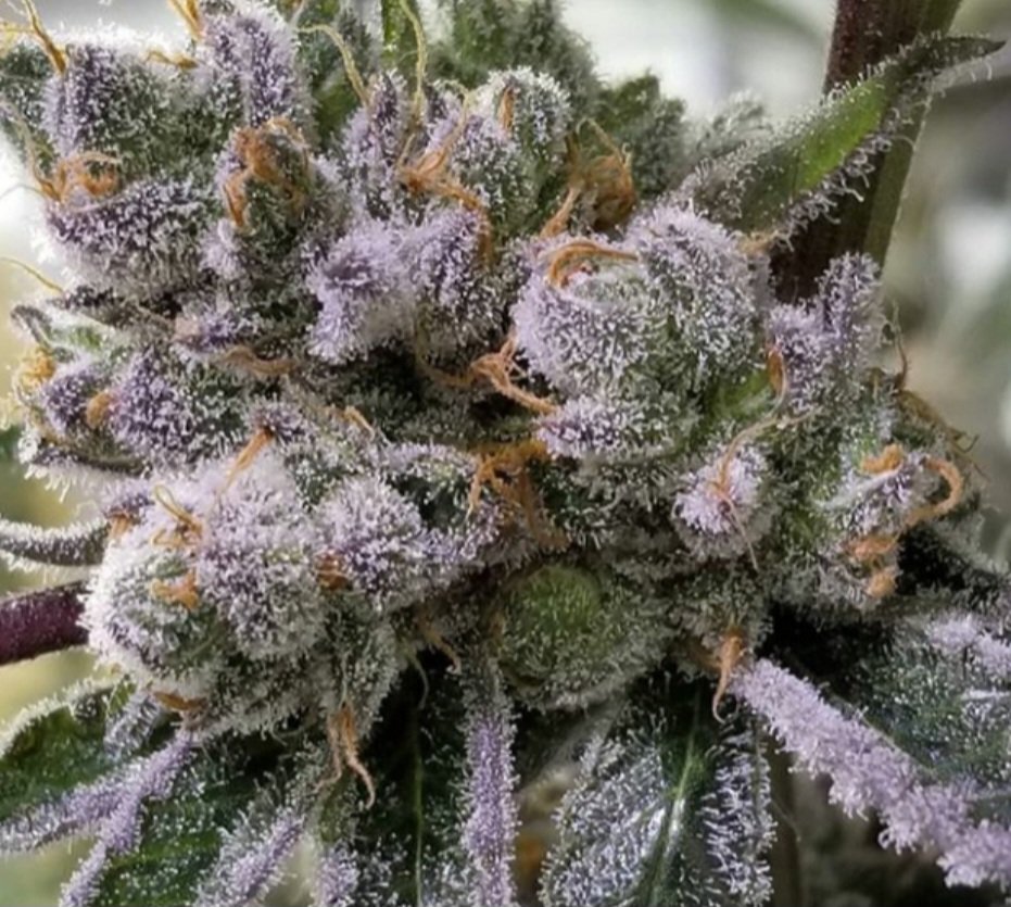 Jinxproof Genetics tweet media