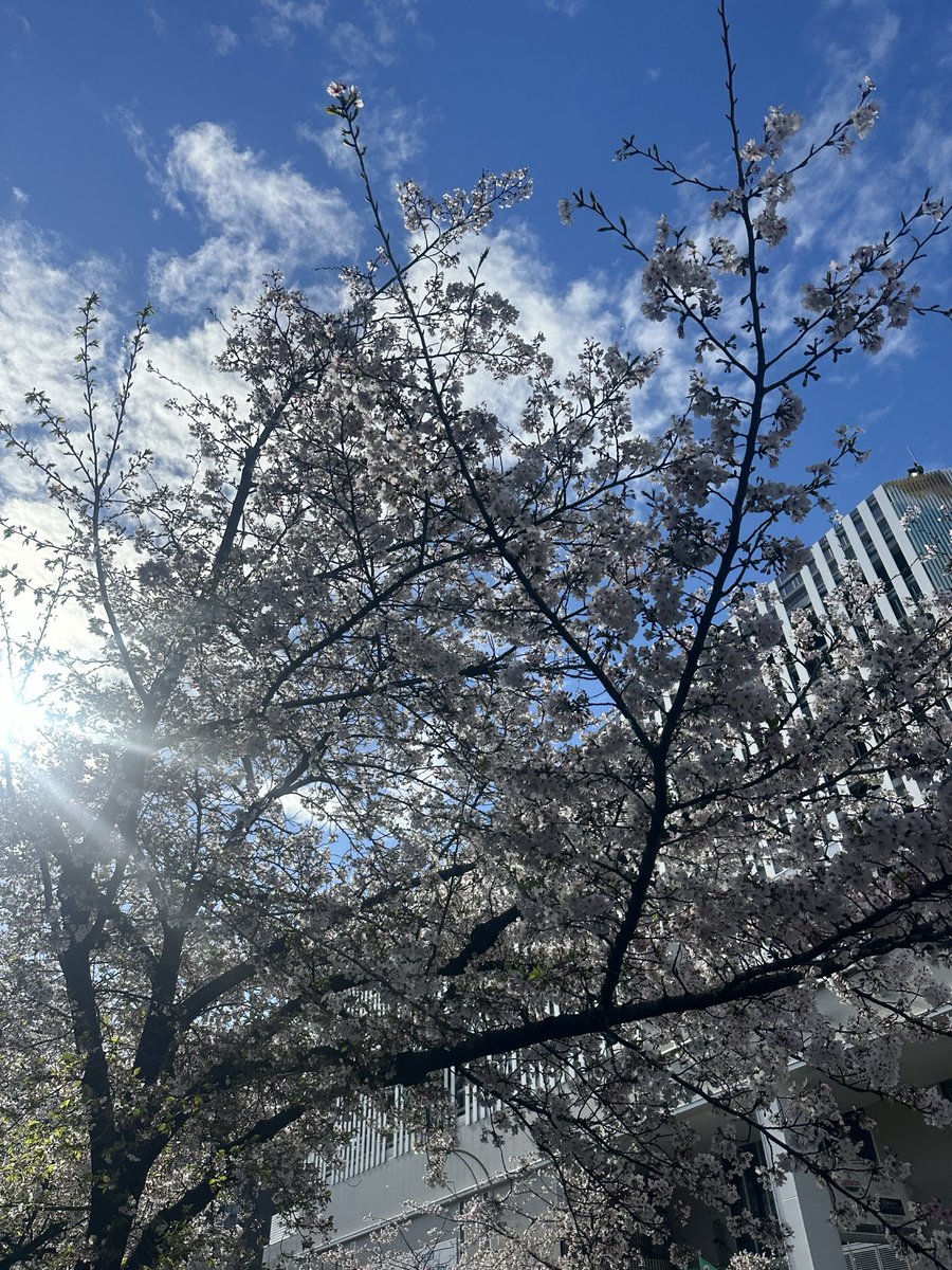 bliss_inter2015's tweet photo. おはようございます
名古屋市名東区の朝は晴れ13℃
桜が陽を浴びて輝いてます
輝いた時間を過ごしましょう
#企業公式相互フォロー
#桜舞い散る https://t.co/tyMQYsKLFt