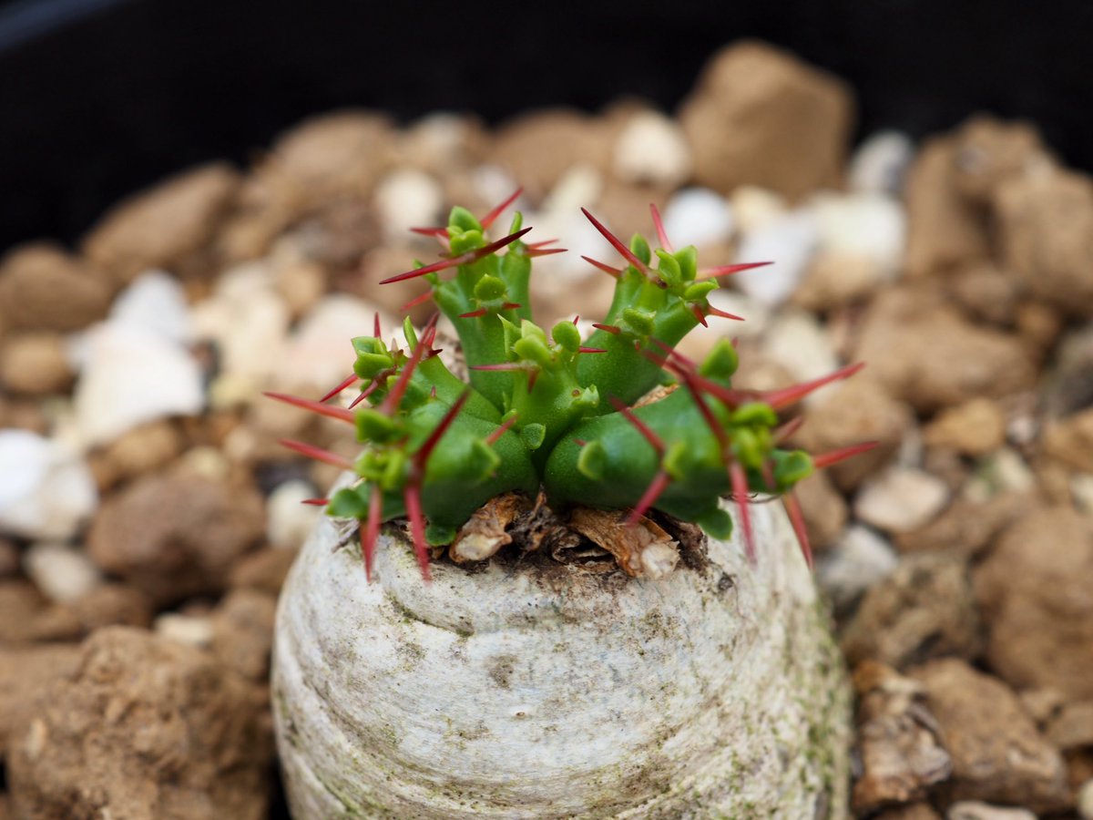 ぼびぃ tweet media