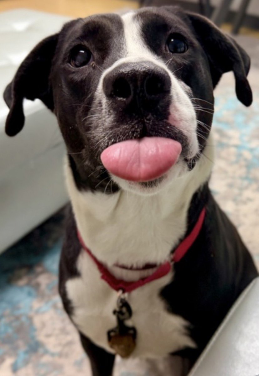 SPCA Cincinnati tweet media