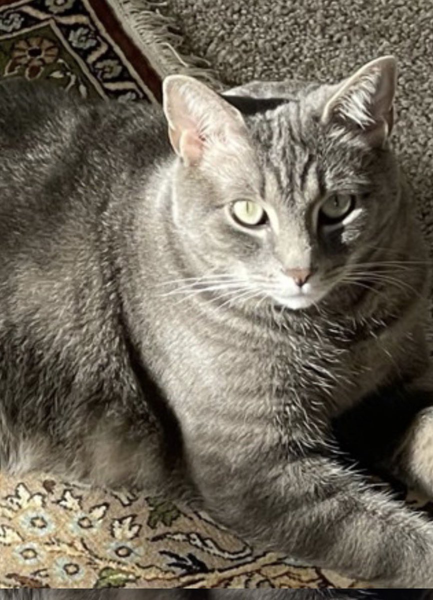 SPCA Cincinnati tweet media