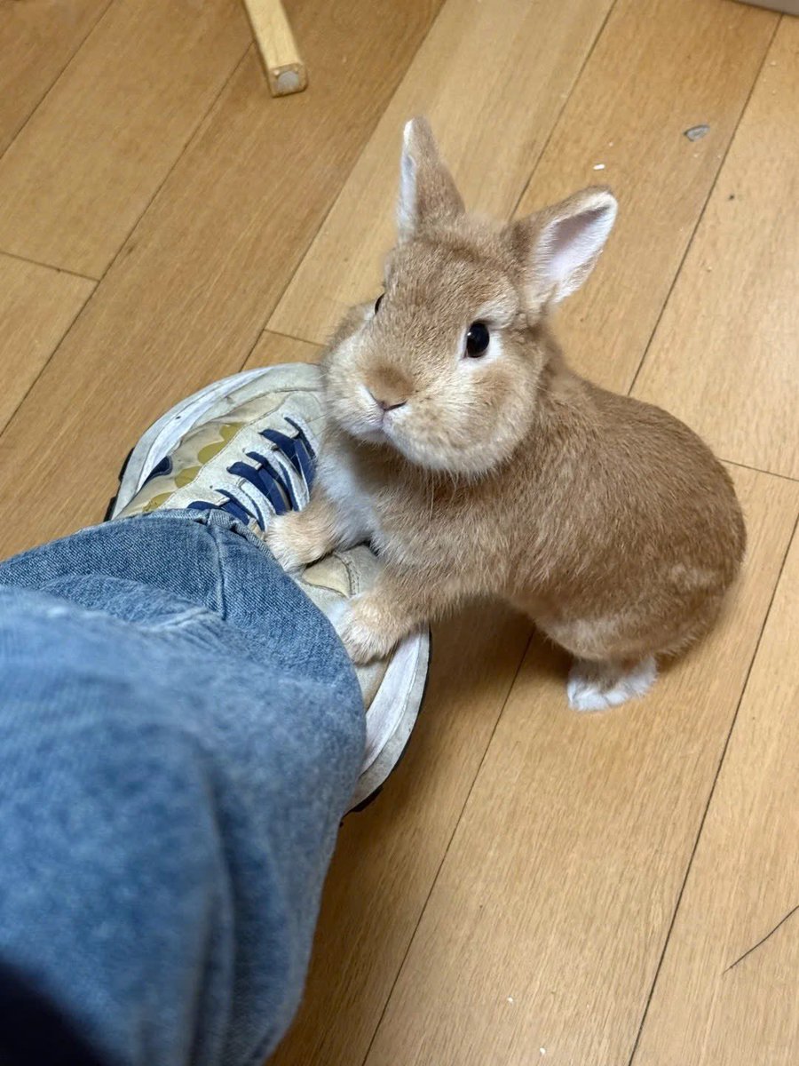 Why you should have a rabbit tweet media