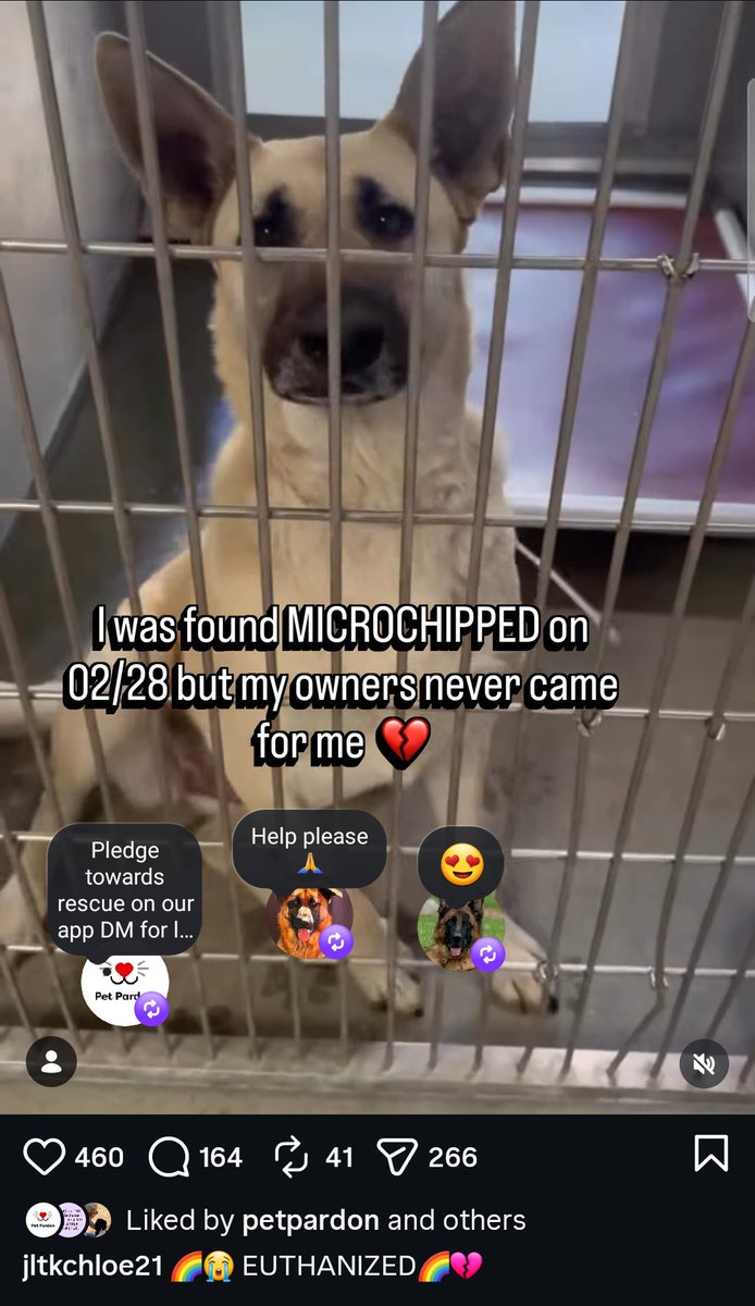 Foster a shelterpet at ZERO COST🐾 tweet media