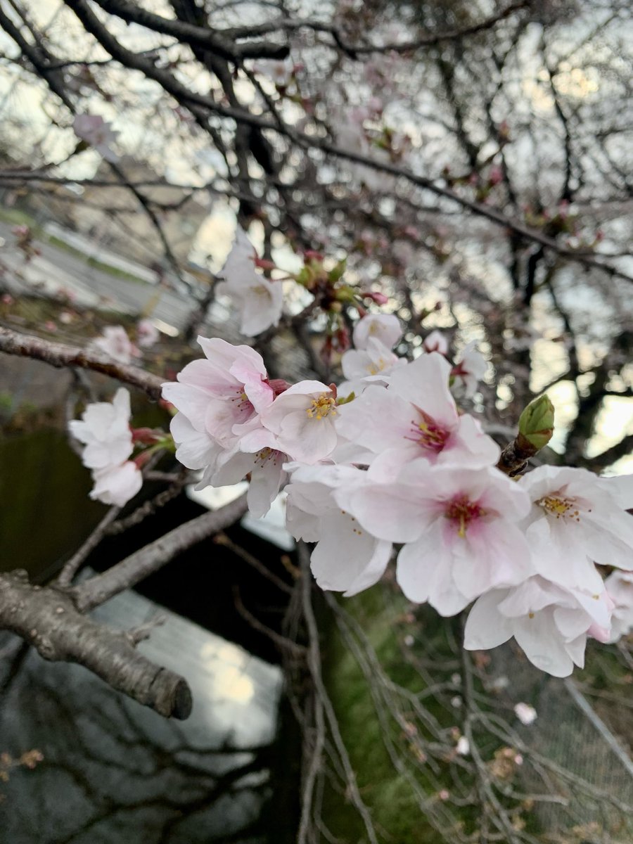 HIROMI SUSUMU tweet media